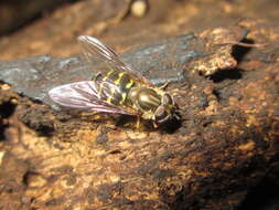 Image of Dasysyrphus bilineatus (Matsumura 1917)