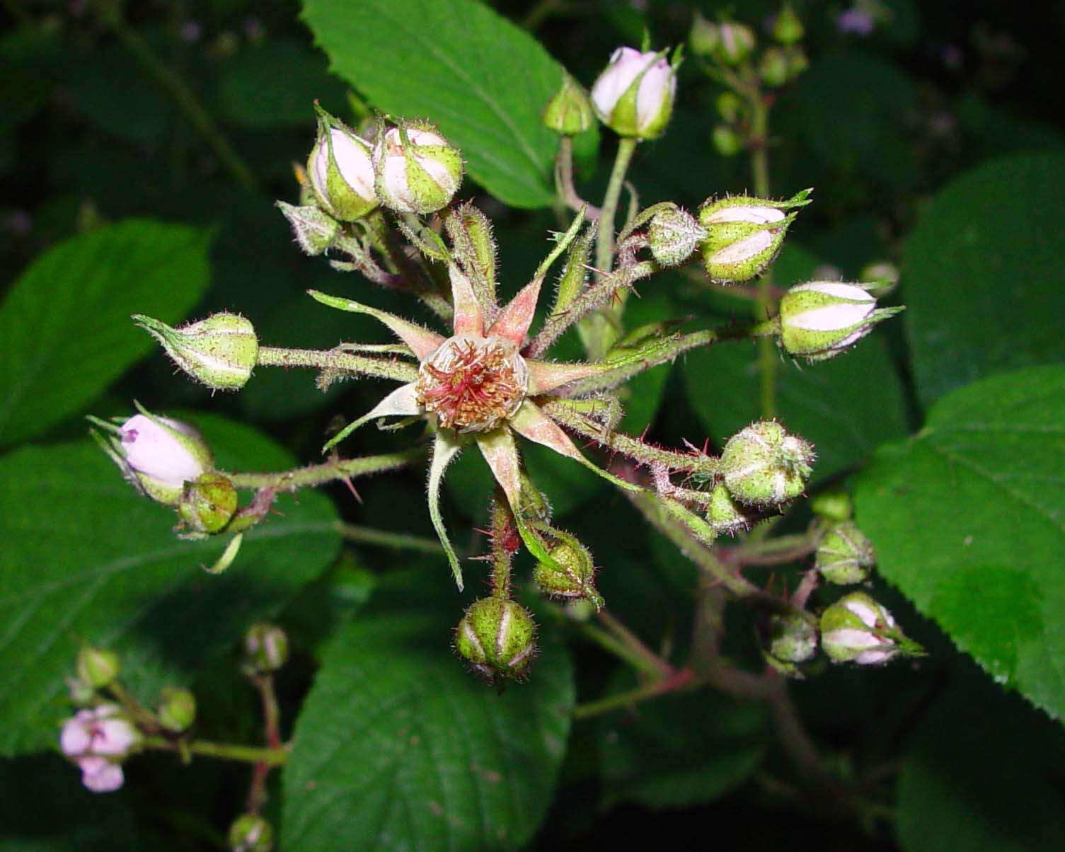 Image of Rubus rufescens P. J. Müll. & Lefevre