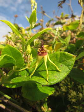 Image of Oxypetalum banksii Schult.