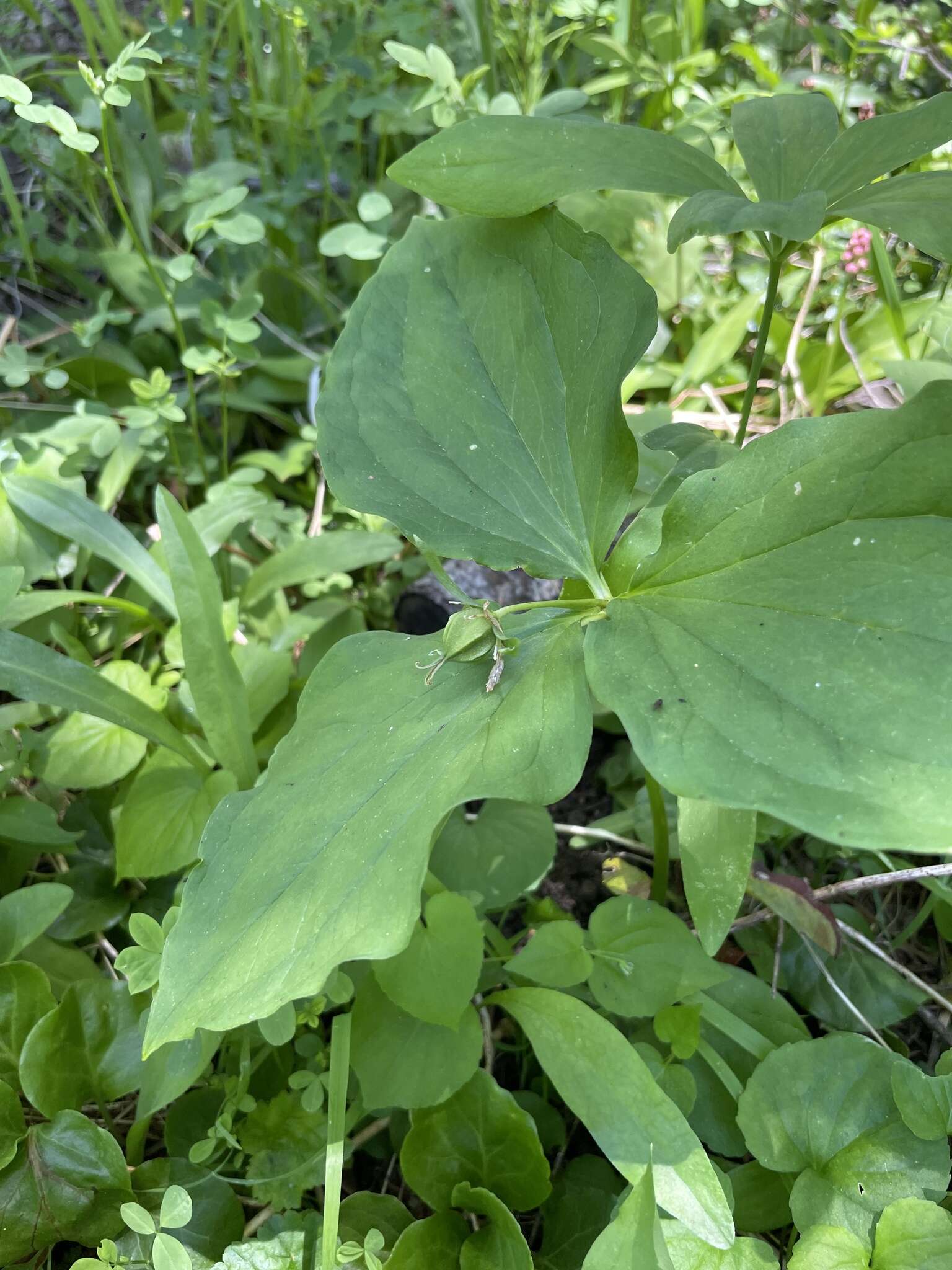 Image of Oettinger's trillium