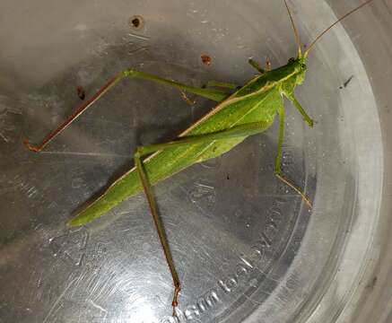 Image of Texas Bush Katydid