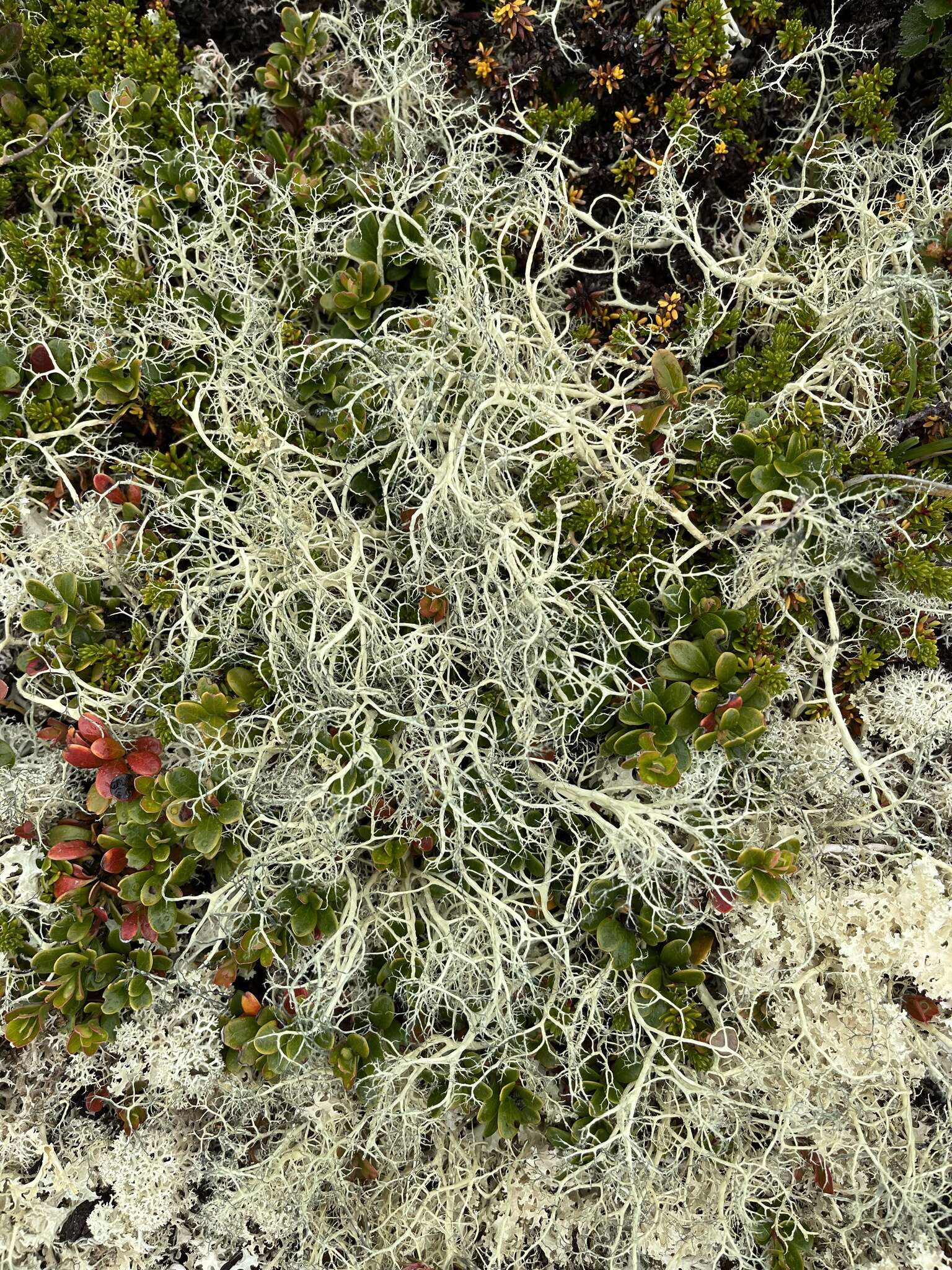 Image of witch's hair lichen