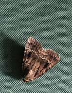 Image of copper underwing