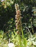 Orchis galilaea (Bornm. & M. Schulze) Schltr. resmi