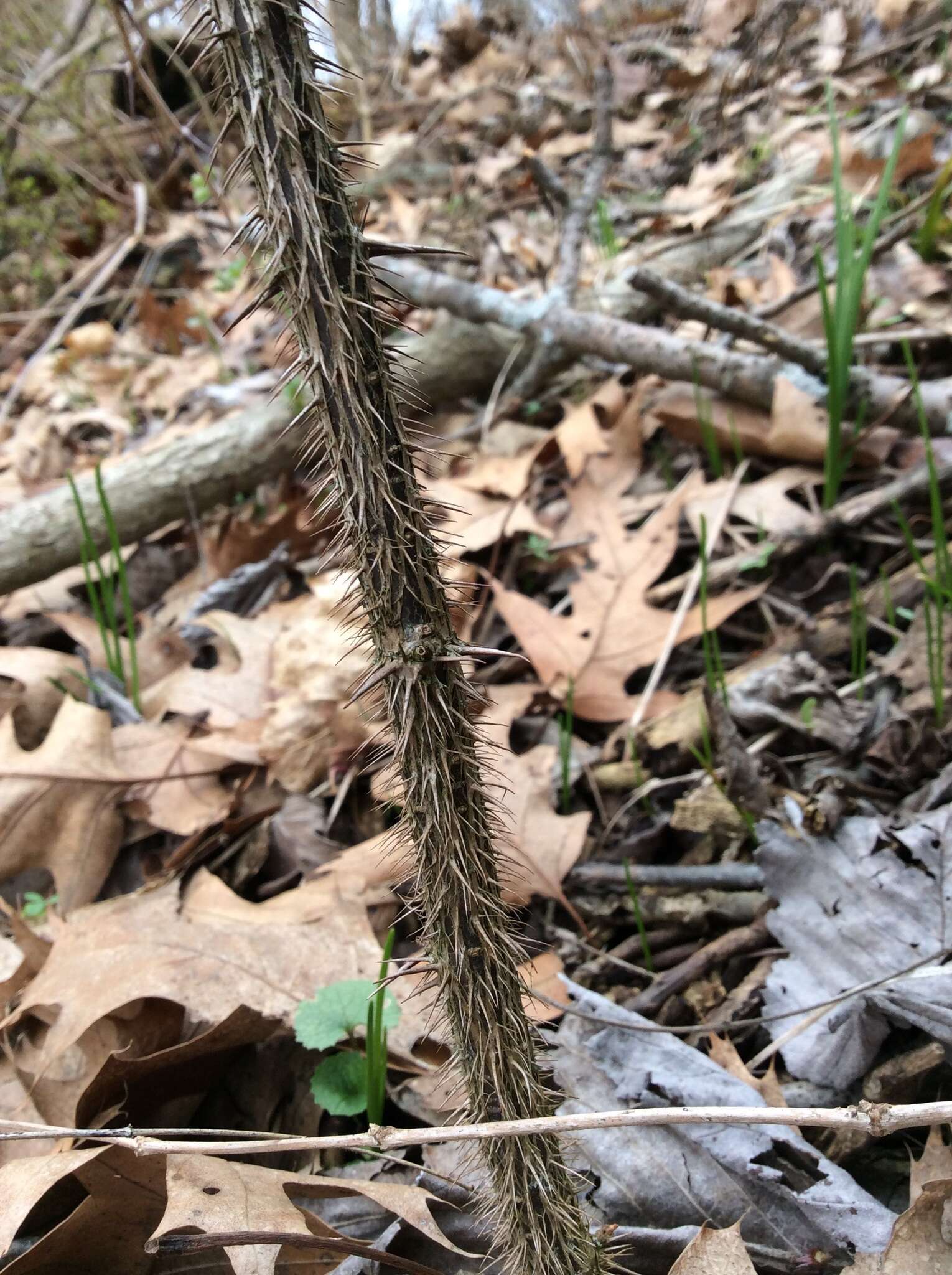 Image of eastern prickly gooseberry