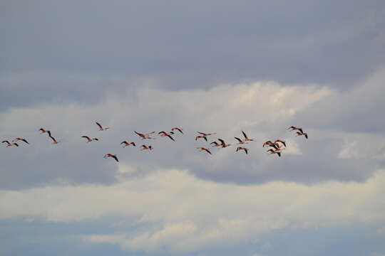 Imagem de Phoenicopterus chilensis Molina 1782