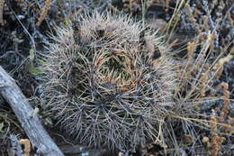 Image of Gymnocalycium reductum (Link) Pfeiff. ex Mittler