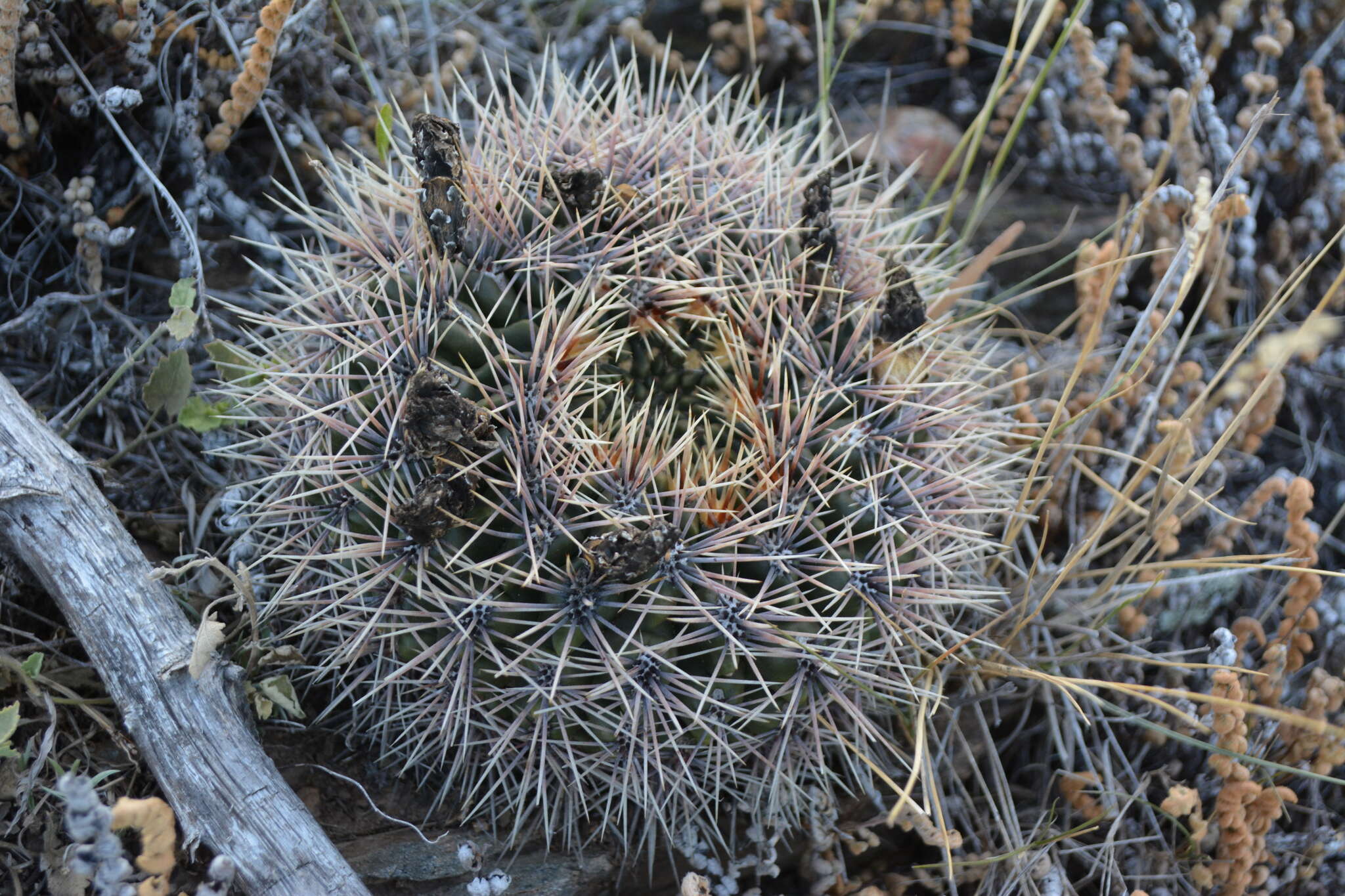 Image of Gymnocalycium reductum (Link) Pfeiff. ex Mittler