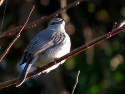 Image of <i>Fraseria <i>caerulescens</i></i> caerulescens