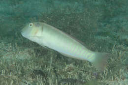 Image of Collared razorfish