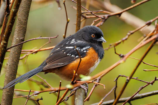 Pipilo maculatus oregonus Bell 1849 resmi