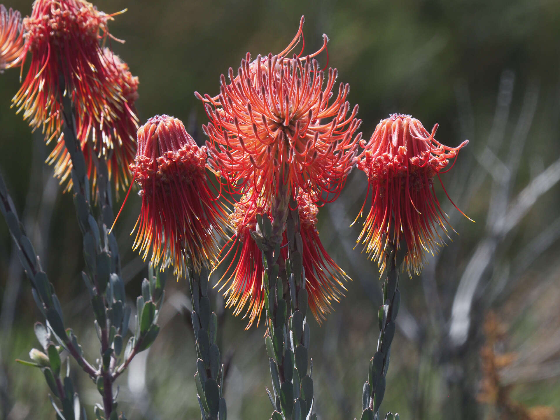 Sivun Leucospermum reflexum Buek ex Meissn. kuva