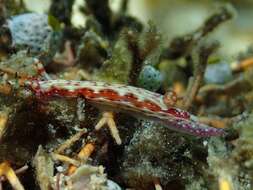 Image of Hypselodoris maculosa (Pease 1871)