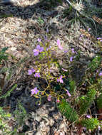 Image of Stylidium laricifolium Rich.