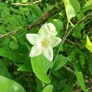 Dictyanthus hamatus (W. D. Stevens) W. D. Stevens的圖片