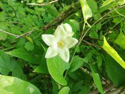 Dictyanthus hamatus (W. D. Stevens) W. D. Stevens的圖片