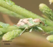 Image of Splendid tamarisk weevil