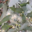 Слика од Eucalyptus cinerea subsp. triplex (L. A. S. Johnson & K. D. Hill) M. I. H. Brooker, A. V. Slee & J. D. Briggs