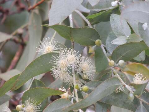 Image of Eucalyptus cinerea subsp. triplex (L. A. S. Johnson & K. D. Hill) M. I. H. Brooker, A. V. Slee & J. D. Briggs