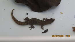 Sphaerodactylus elegantulus Barbour 1917的圖片