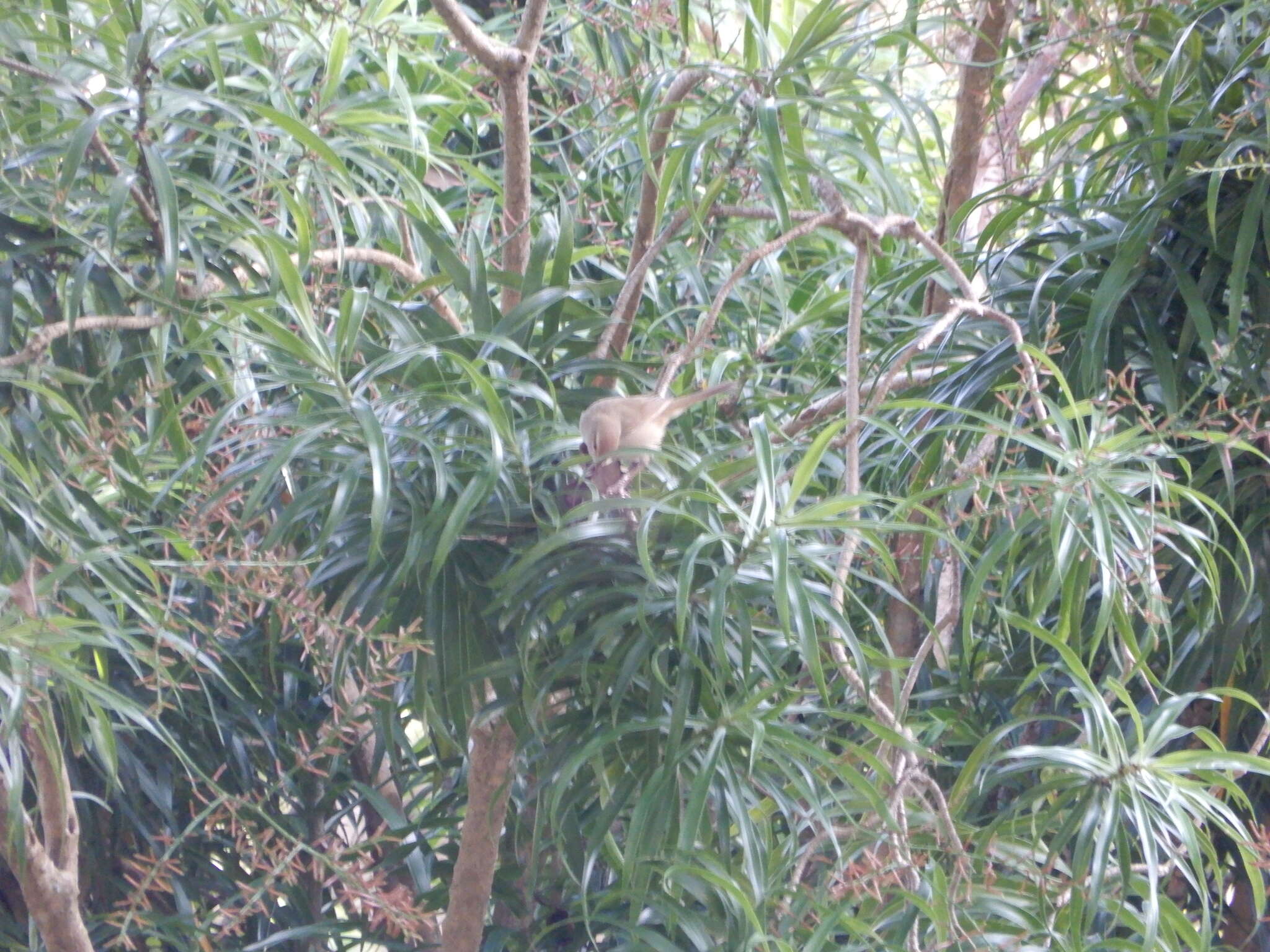 Image of Manchurian Bush Warbler