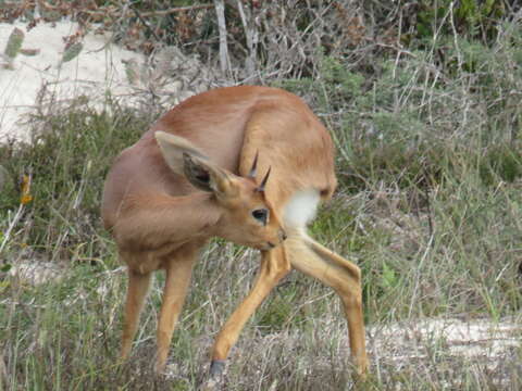 Image of Raphicerus campestris campestris (Thunberg 1811)