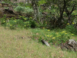 Image of Suksdorf's desertparsley