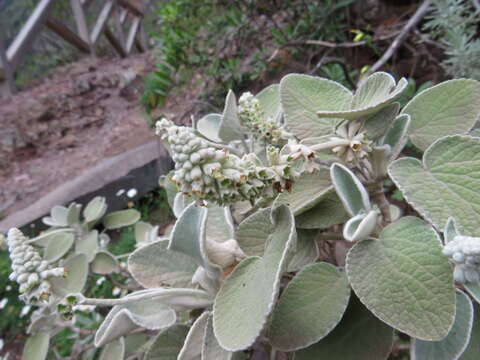 Image of Sideritis cretica subsp. cretica