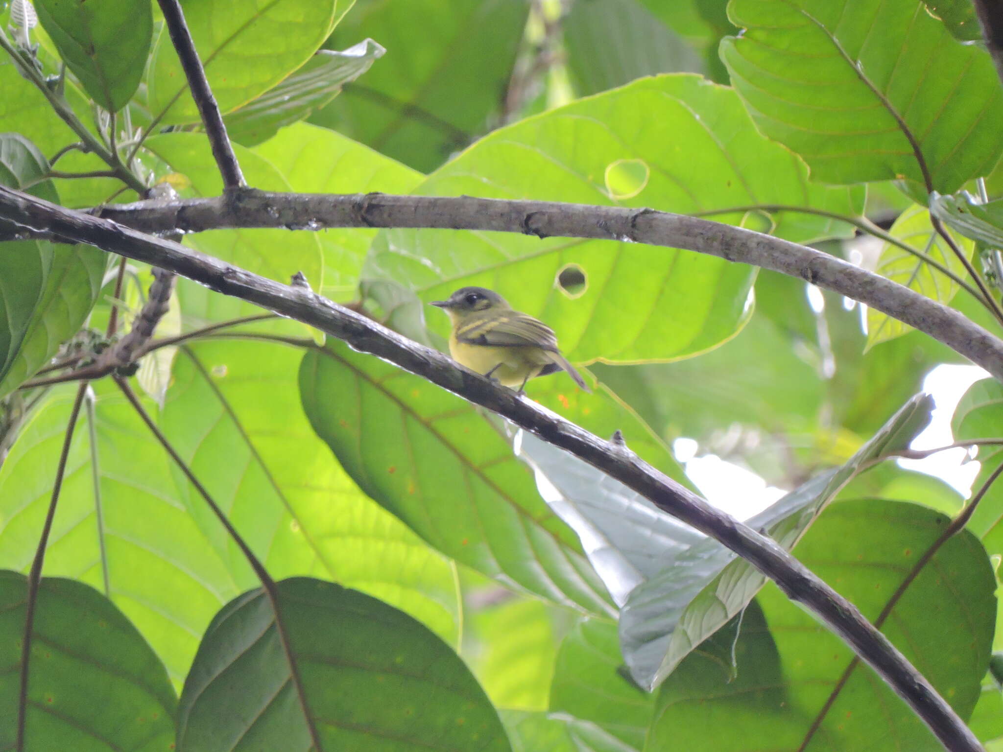 Image of Antioquia Bristle Tyrant