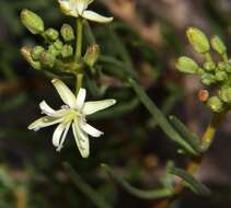 Imagem de Lepidium leptopetalum (F. Muell.) F. Muell.