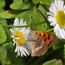 Image of Lycaena phlaeas phlaeoides (Staudinger 1901)