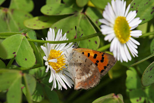 Lycaena phlaeas phlaeoides (Staudinger 1901) resmi