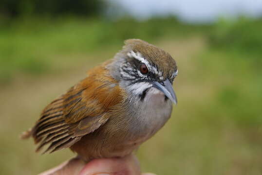 Image of Moustached Wren