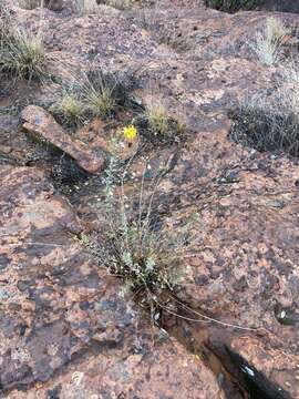 Image of Heterotheca cinerascens (S. F. Blake) G. L. Nesom