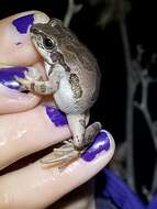 Image of Illinois chorus frog