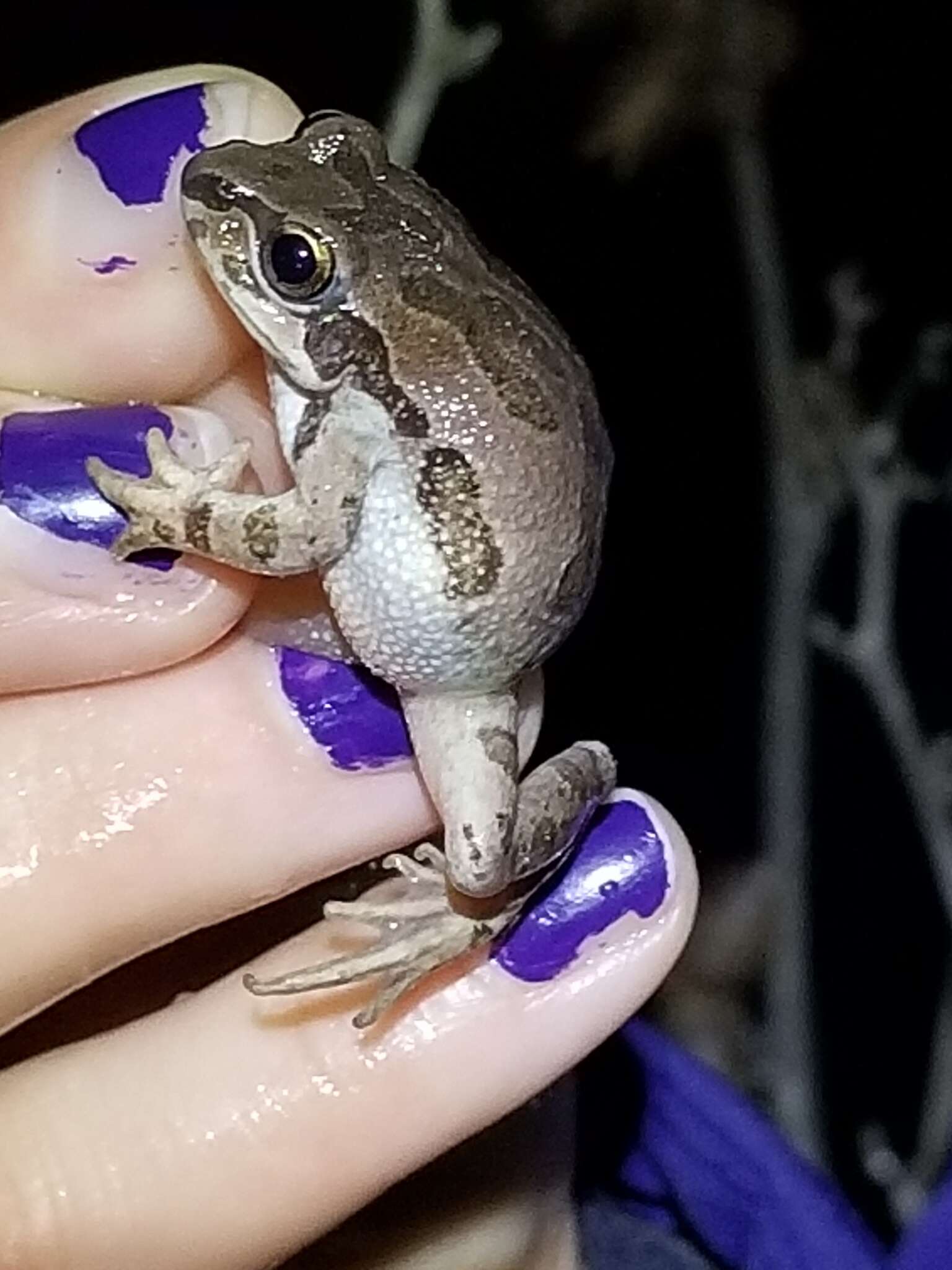 Image of Illinois chorus frog