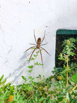 Image of Trichonephila fenestrata (Thorell 1859)