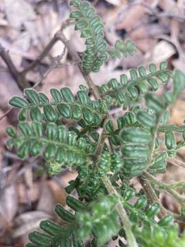 Image de Dodonaea pinnata Sm.