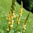 صورة Verbascum alpinum Turra