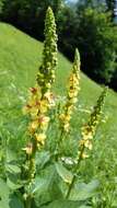 صورة Verbascum alpinum Turra