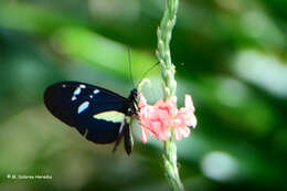 Image of Heliconius cydno weymeri