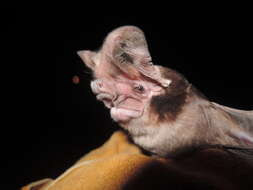 Image of Large-eared Giant Mastiff Bat -- Large-eared free-tailed bat