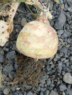 Image of rutabaga