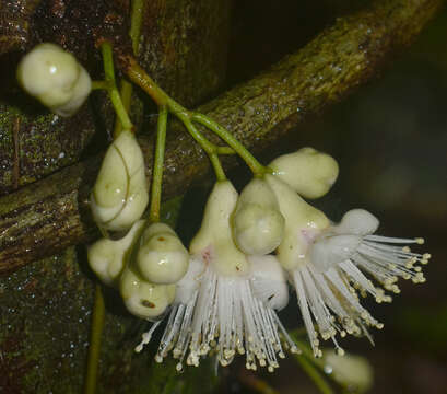 Image of Syzygium cormiflorum (F. Müll.) B. P. M. Hyland