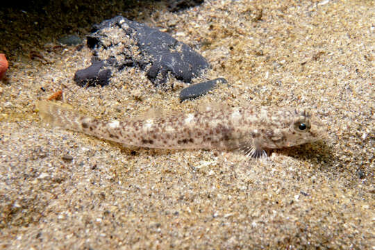 Image of Exquisite goby