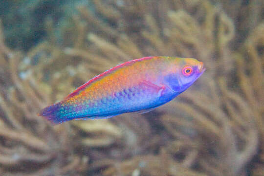 Image of Red-eye wrasse