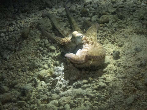 Image of Caribbean reef octopus