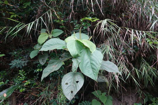 Image de Acalypha angatensis Blanco