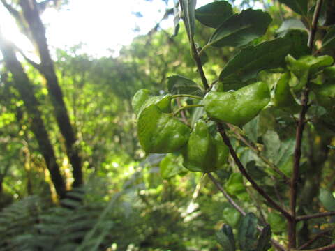 Image of Crinodendron brasiliense Reitz & L. B. Smith