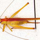 Image of Conocephalomima barameda Rentz & D. C. F. 2001